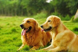 金毛和姐姐娱乐吃瓜酱